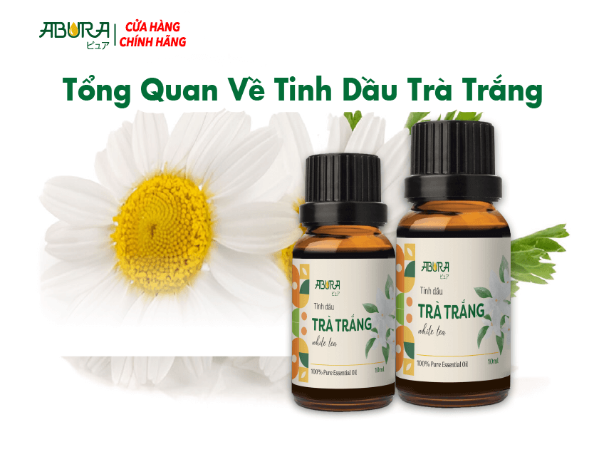 Tổng Quan Về Tinh Dầu Trà Trắng